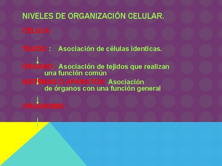 NIVELES DE ORGANIZACIÓN CELULAR. CELULA TEJIDO : Asociación de células identicas. ÓRGANO : Asociación