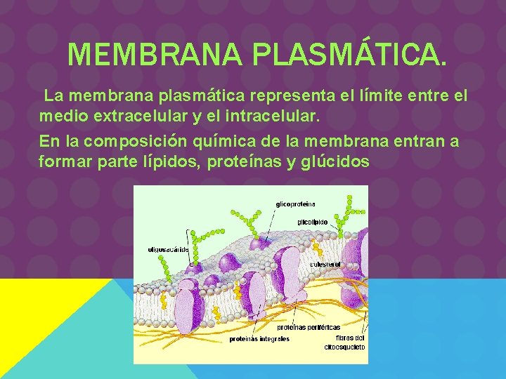 MEMBRANA PLASMÁTICA. La membrana plasmática representa el límite entre el medio extracelular y el