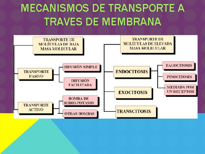 MECANISMOS DE TRANSPORTE A TRAVES DE MEMBRANA 