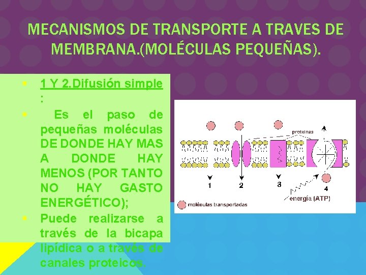 MECANISMOS DE TRANSPORTE A TRAVES DE MEMBRANA. (MOLÉCULAS PEQUEÑAS). § § § 1 Y