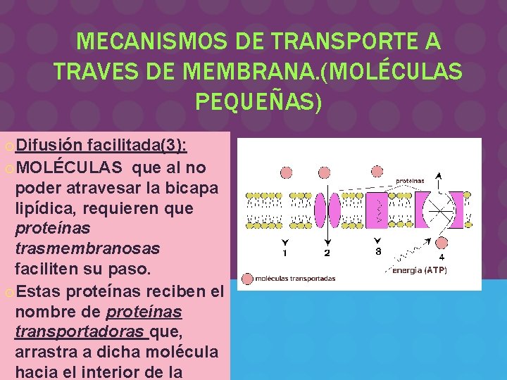 MECANISMOS DE TRANSPORTE A TRAVES DE MEMBRANA. (MOLÉCULAS PEQUEÑAS) o. Difusión facilitada(3): o. MOLÉCULAS