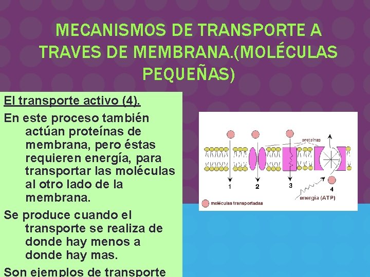 MECANISMOS DE TRANSPORTE A TRAVES DE MEMBRANA. (MOLÉCULAS PEQUEÑAS) El transporte activo (4). En