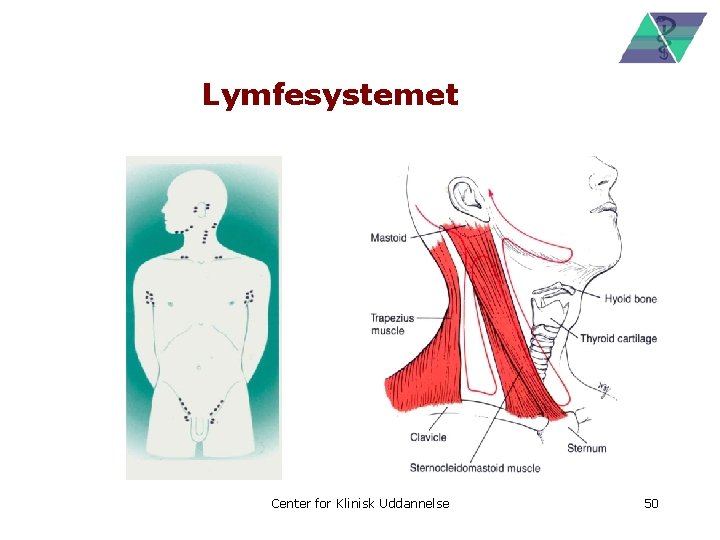 Lymfesystemet Center for Klinisk Uddannelse 50 