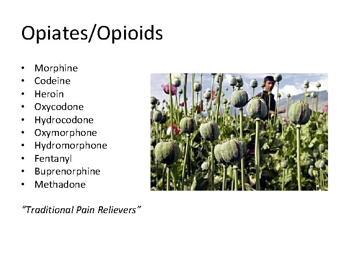 Opiates/Opioids • • • Morphine Codeine Heroin Oxycodone Hydrocodone Oxymorphone Hydromorphone Fentanyl Buprenorphine Methadone