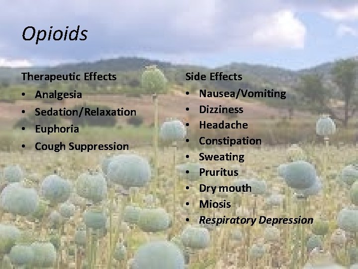 Opioids Therapeutic Effects • • Analgesia Sedation/Relaxation Euphoria Cough Suppression Side Effects • Nausea/Vomiting