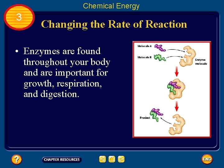 Chemical Energy 3 Changing the Rate of Reaction • Enzymes are found throughout your