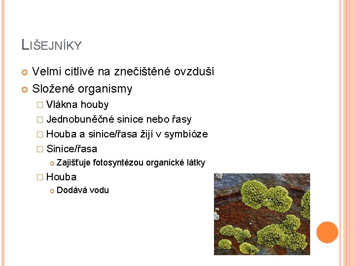 LIŠEJNÍKY Velmi citlivé na znečištěné ovzduší Složené organismy � Vlákna houby � Jednobuněčné sinice