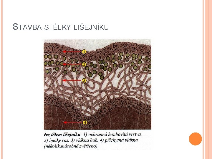 STAVBA STÉLKY LIŠEJNÍKU 