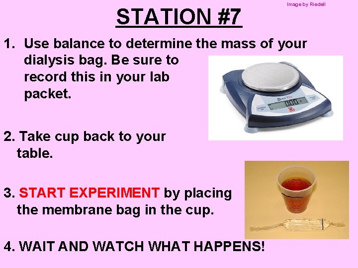 STATION #7 Image by Riedell 1. Use balance to determine the mass of your