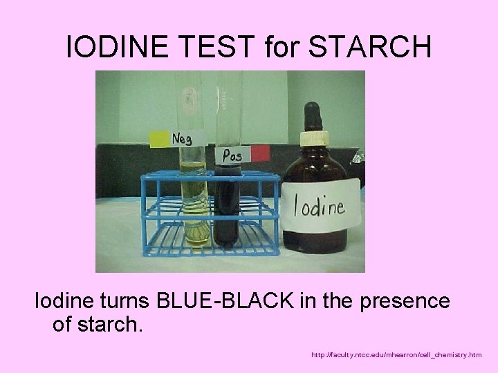IODINE TEST for STARCH Iodine turns BLUE-BLACK in the presence of starch. http: //faculty.