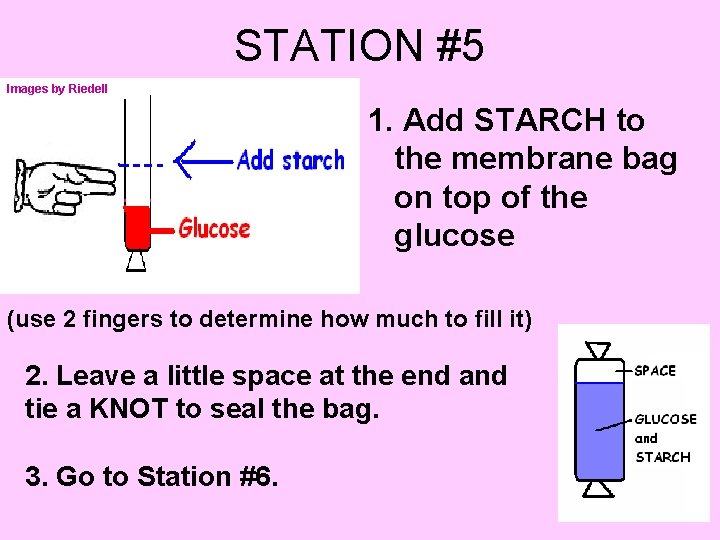 STATION #5 Images by Riedell 1. Add STARCH to the membrane bag on top