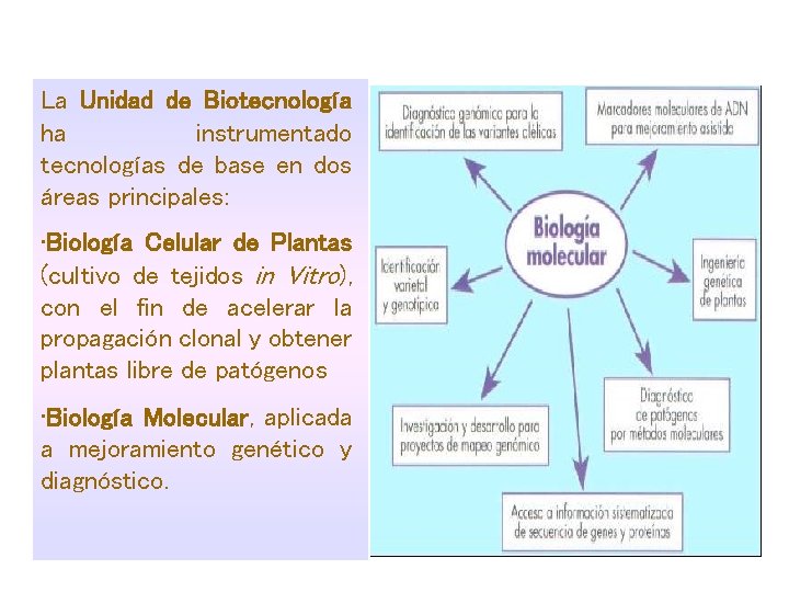 La Unidad de Biotecnología ha instrumentado tecnologías de base en dos áreas principales: •