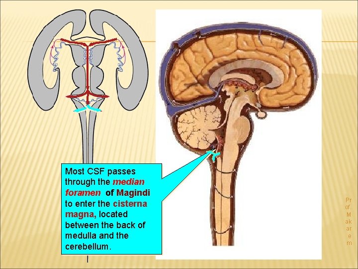 Most CSF passes through the median foramen of Magindi to enter the cisterna magna,