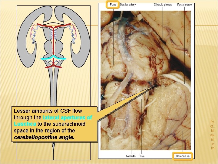 Lesser amounts of CSF flow through the lateral apertures of Luschca to the subarachnoid