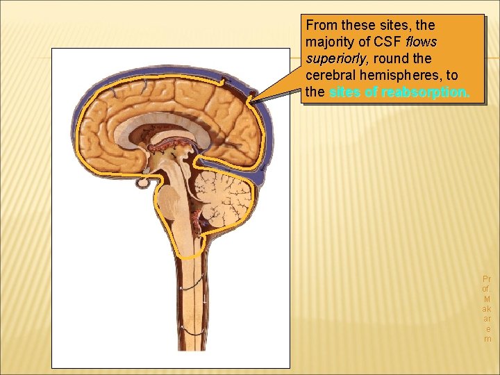 From these sites, the majority of CSF flows superiorly, round the cerebral hemispheres, to
