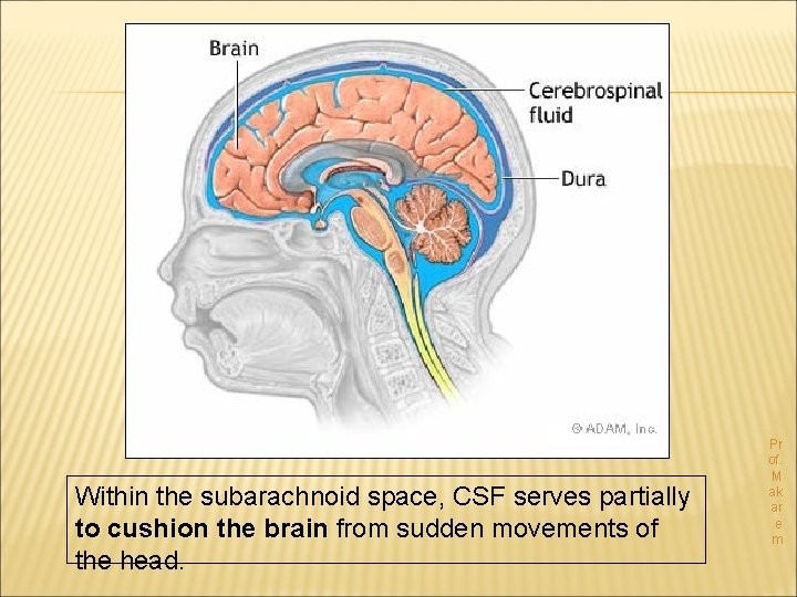 Within the subarachnoid space, CSF serves partially to cushion the brain from sudden movements