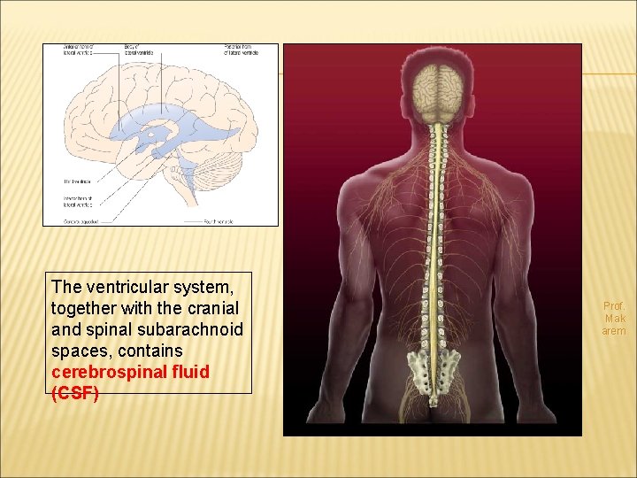 The ventricular system, together with the cranial and spinal subarachnoid spaces, contains cerebrospinal fluid