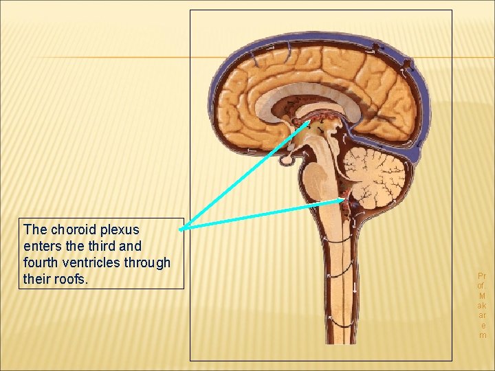 The choroid plexus enters the third and fourth ventricles through their roofs. Pr of.