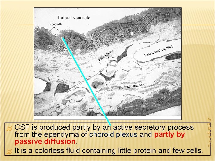  CSF is produced partly by an active secretory process from the ependyma of