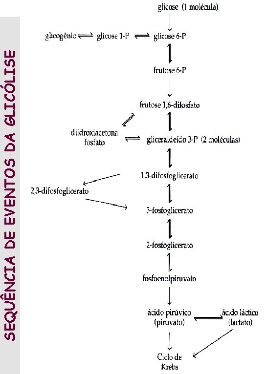 SEQUÊNCIA DE EVENTOS DA GLICÓLISE 