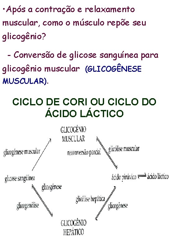  • Após a contração e relaxamento muscular, como o músculo repõe seu glicogênio?