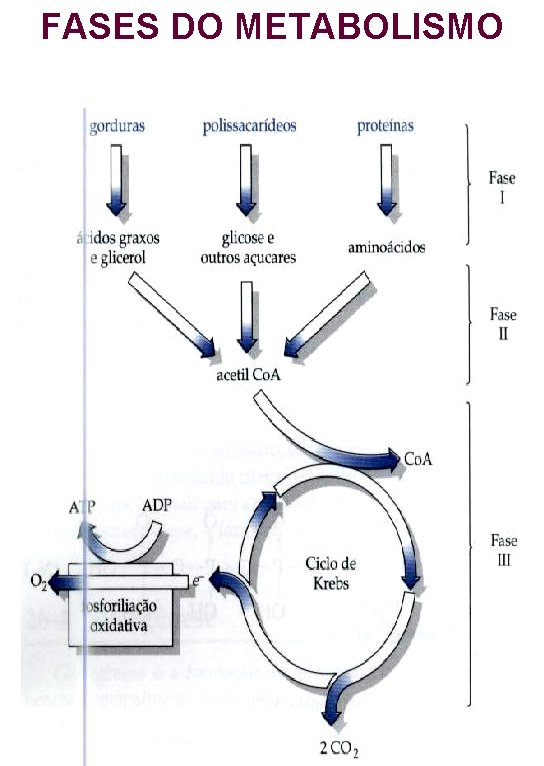 FASES DO METABOLISMO 