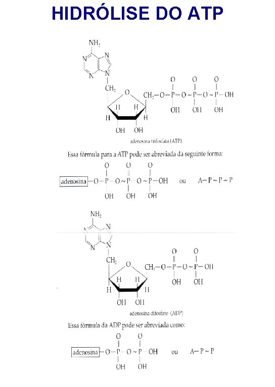 HIDRÓLISE DO ATP 