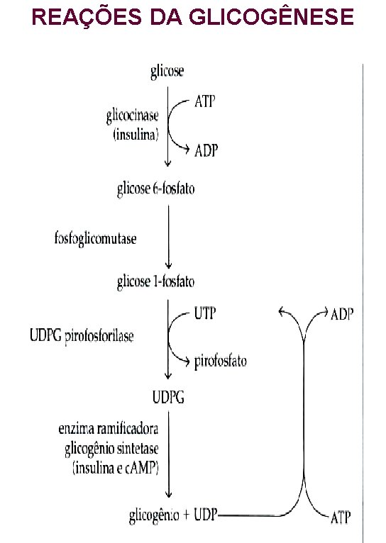 REAÇÕES DA GLICOGÊNESE 