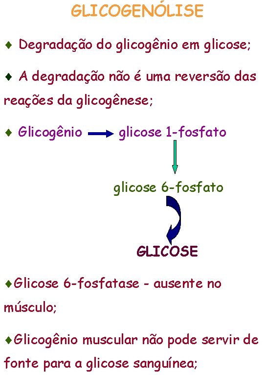 GLICOGENÓLISE Degradação do glicogênio em glicose; A degradação não é uma reversão das reações