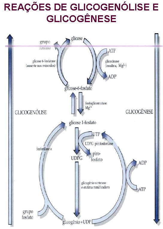 REAÇÕES DE GLICOGENÓLISE E GLICOGÊNESE 