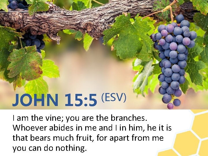 JOHN 15: 5 (ESV) I am the vine; you are the branches. Whoever abides