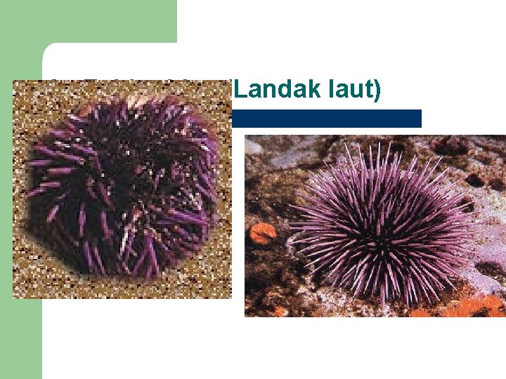 2. Echinoidea (Landak laut) 