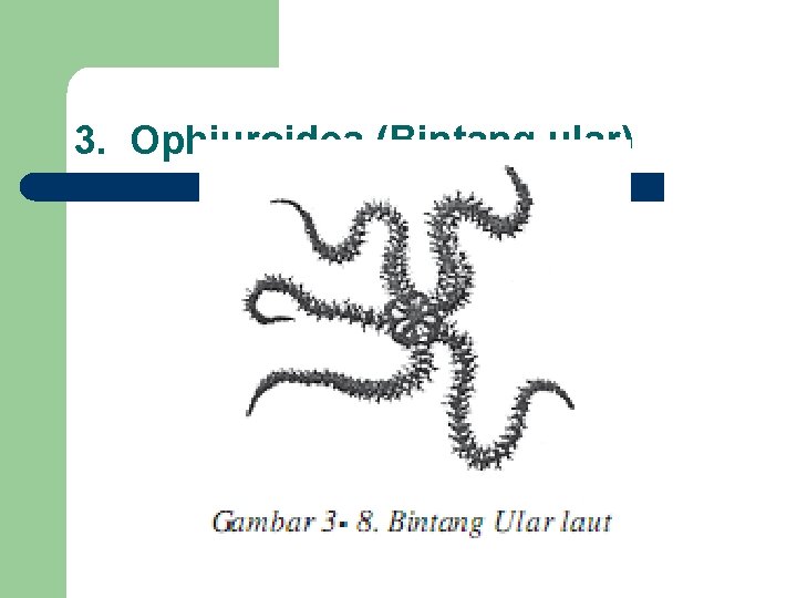 3. Ophiuroidea (Bintang ular) 