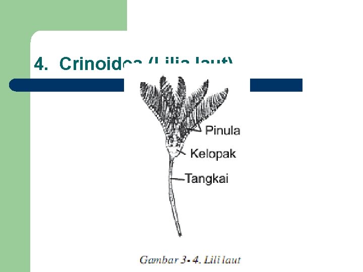 4. Crinoidea (Lilia laut) 