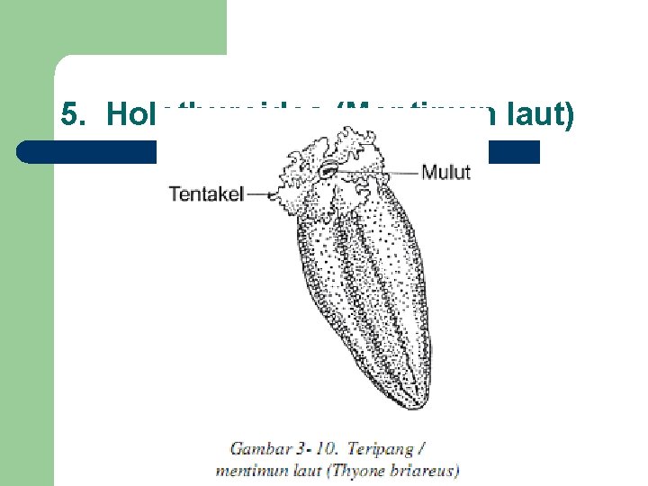 5. Holothuroidea (Mentimun laut) 