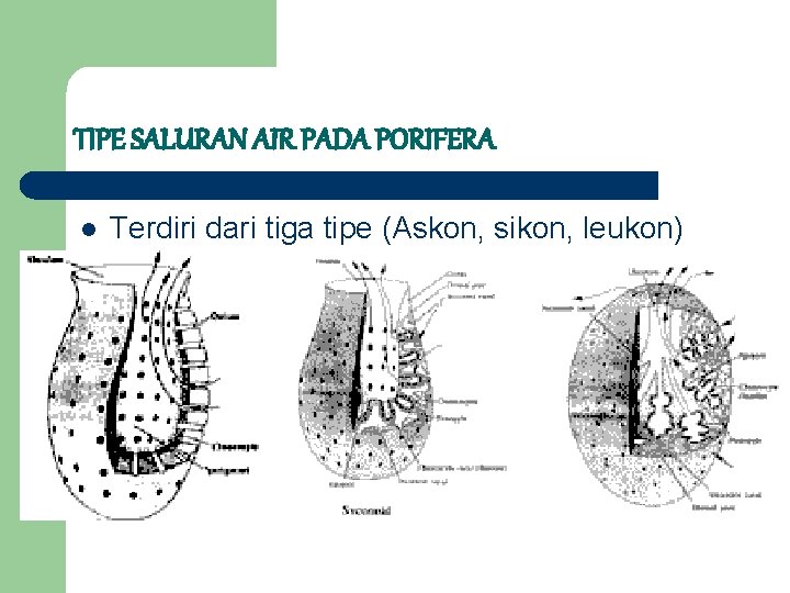 TIPE SALURAN AIR PADA PORIFERA l Terdiri dari tiga tipe (Askon, sikon, leukon) 