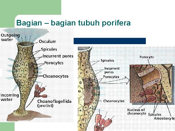 Bagian – bagian tubuh porifera 