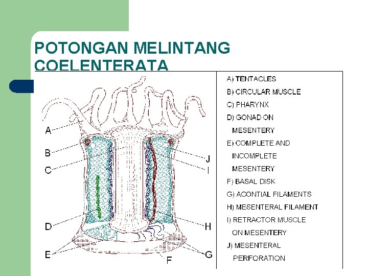 POTONGAN MELINTANG COELENTERATA 