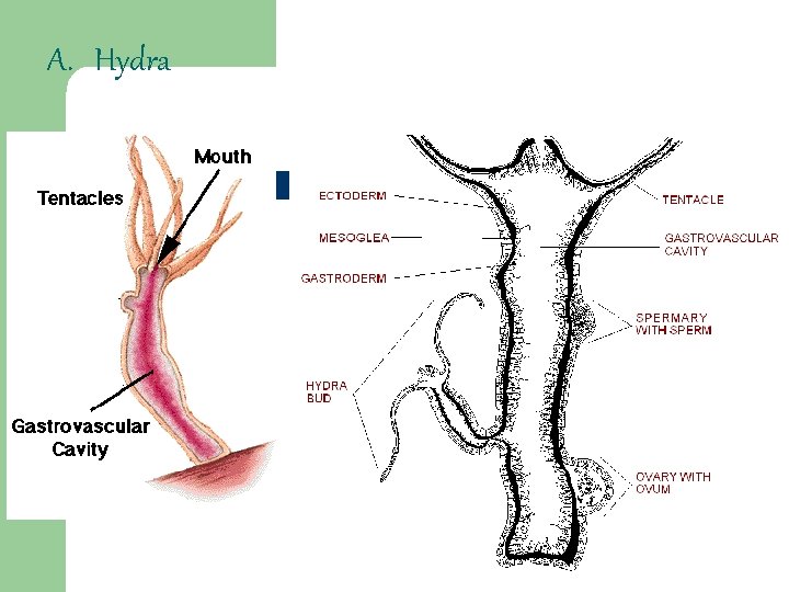 A. Hydra 