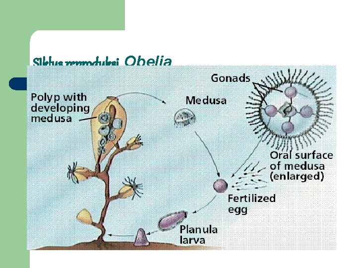 SIklus reproduksi Obelia 