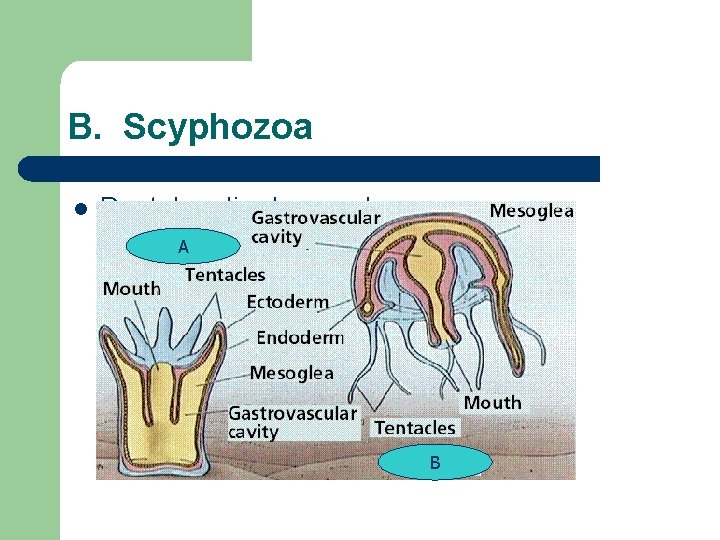 B. Scyphozoa l Bentuk polip dan medusa A B 