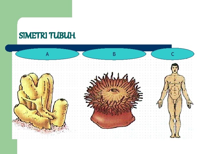 SIMETRI TUBUH l A Terdiri dari tiga B C 