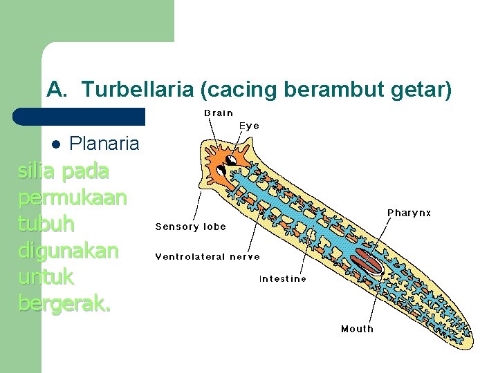 A. Turbellaria (cacing berambut getar) l Planaria silia pada permukaan tubuh digunakan untuk bergerak.