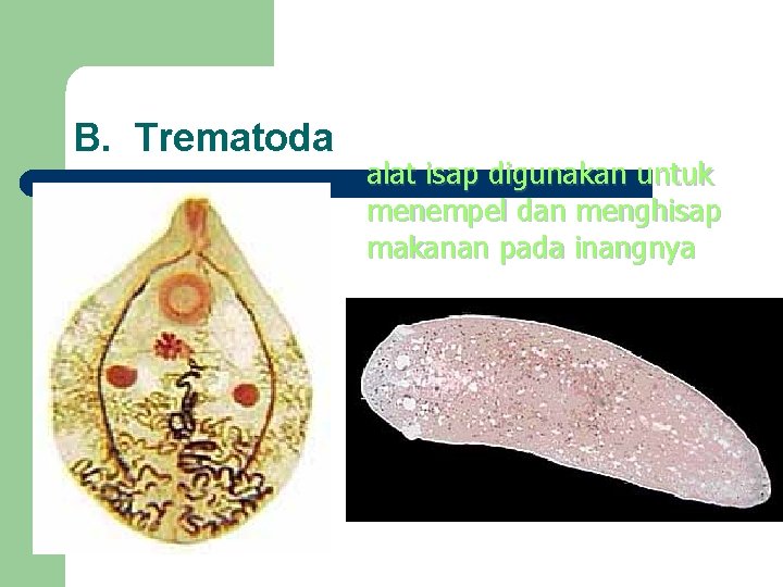 B. Trematoda l CACING HATI alat isap digunakan untuk menempel dan menghisap makanan pada