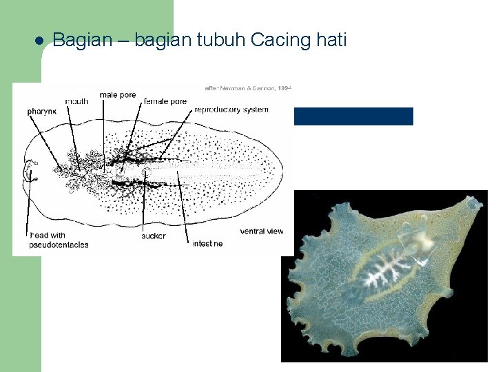 l Bagian – bagian tubuh Cacing hati 