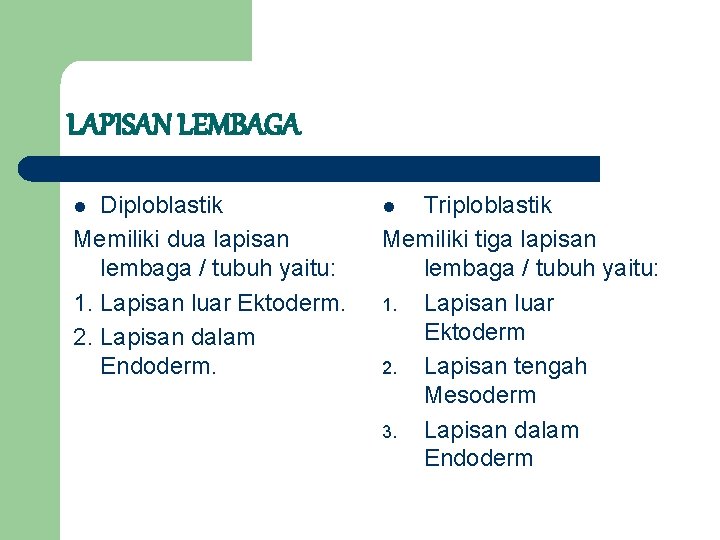 LAPISAN LEMBAGA Diploblastik Memiliki dua lapisan lembaga / tubuh yaitu: 1. Lapisan luar Ektoderm.