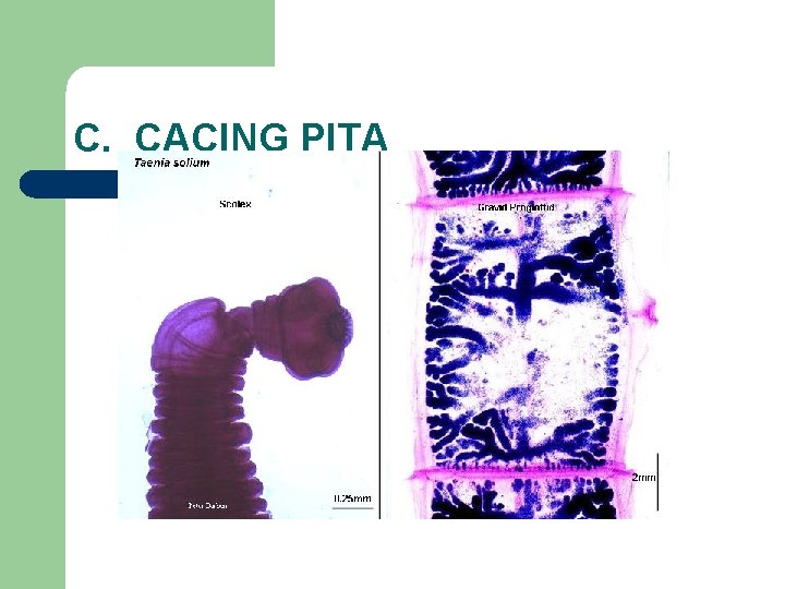 C. CACING PITA 