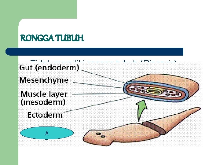 RONGGA TUBUH l Tidak memiliki rongga tubuh (Planaria) A 