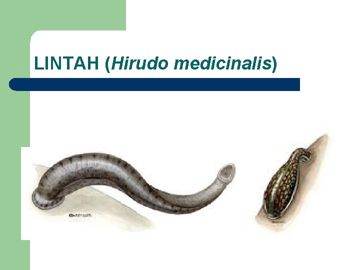 LINTAH (Hirudo medicinalis) 