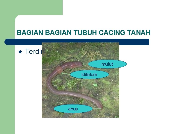 BAGIAN TUBUH CACING TANAH l Terdiri dari tiga bagian yaitu: mulut klitelum anus 